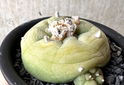 Lophophora Diffusa seeds