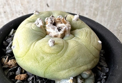 Lophophora Diffusa seeds