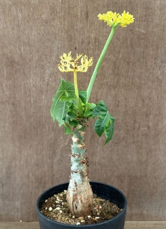 Jatropha podagrica ( Yellow flower ) seeds