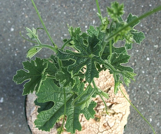 Odosicyos bosseri seeds