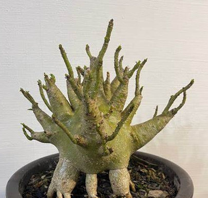 Adenium arabicum (Tiny Dinh Dong dwarf variety small) seeds
