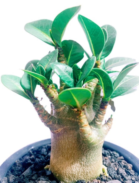 Adenium arabicum ( Desert Night Fork ) seeds