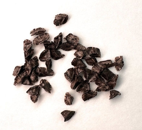 Aloe hoffmannii seeds