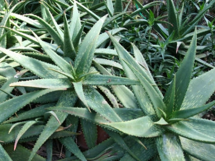 Aloe andringitrensis seeds