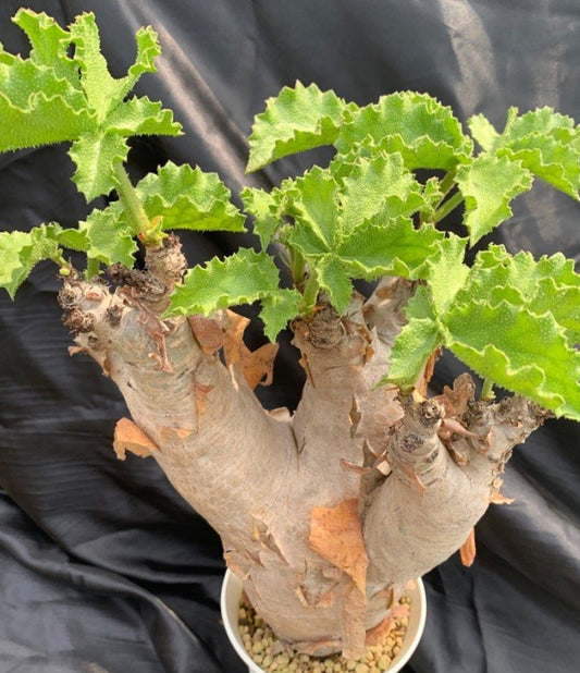 Cyphostemma uter (Namibia form) seeds