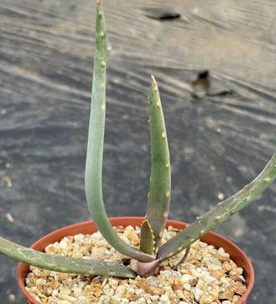 Aloe hoffmannii seeds
