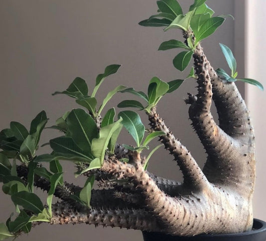 Pachypodium makayense seeds
