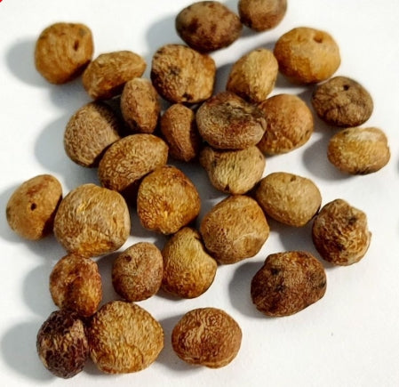 Operculicarya decaryi seeds