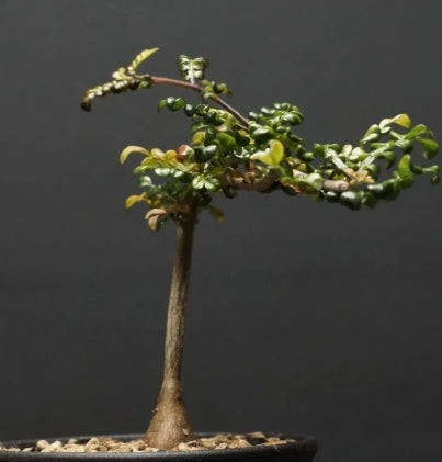 Operculicarya decaryi seeds