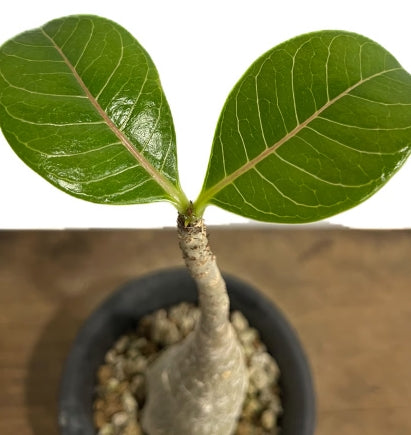 Adenium dhofarense seeds