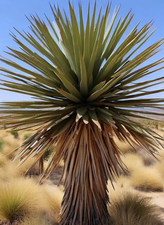 Yucca brevifolia var. jaegeriana seeds