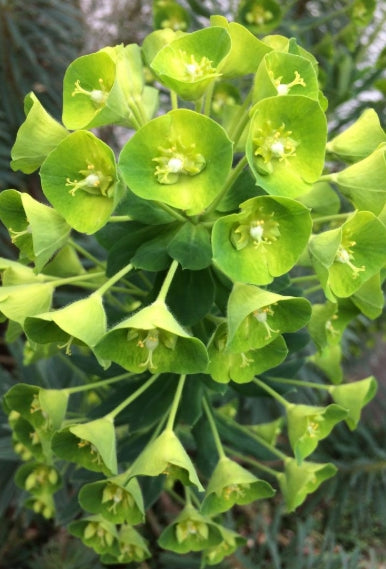 Euphorbia characias ssp.wulfenii  seeds