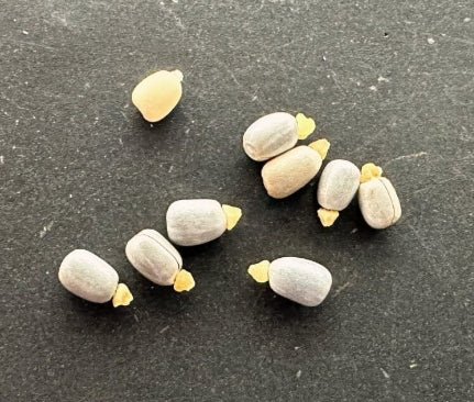 Euphorbia characias ssp.wulfenii  seeds