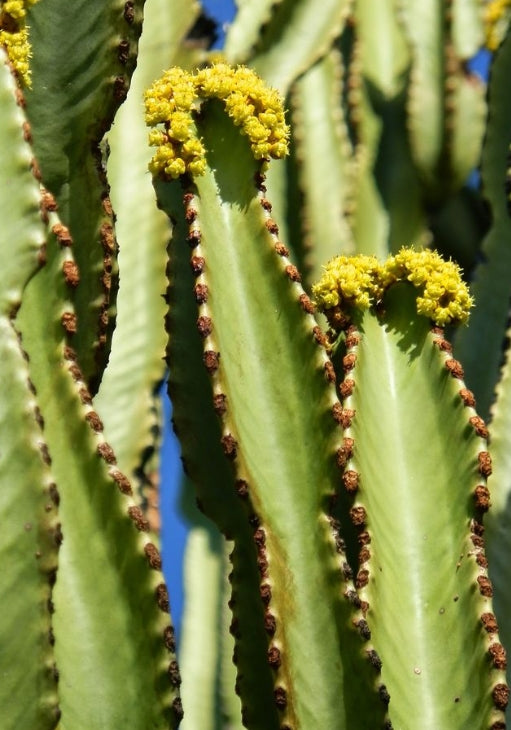 Euphorbia candelabrum seeds