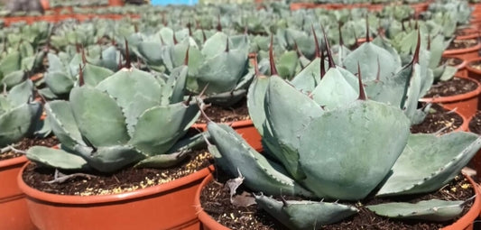 Agave parryi Sierra Tarahumara seeds