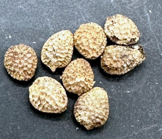 Adenia pseudoglobosa seeds