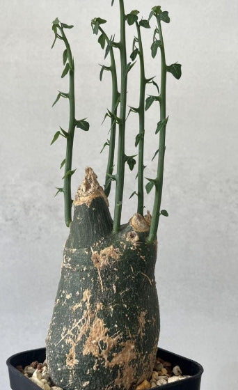 Adenia pseudoglobosa seeds