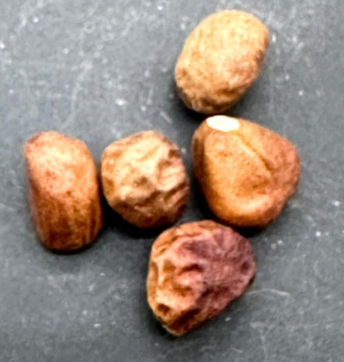 Bombax rhodognaphalon seeds