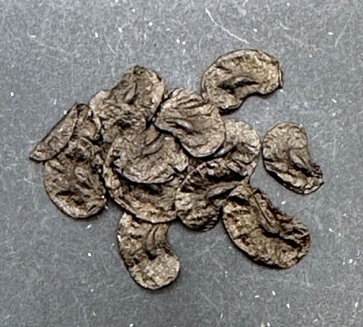 Drimia crispum seeds