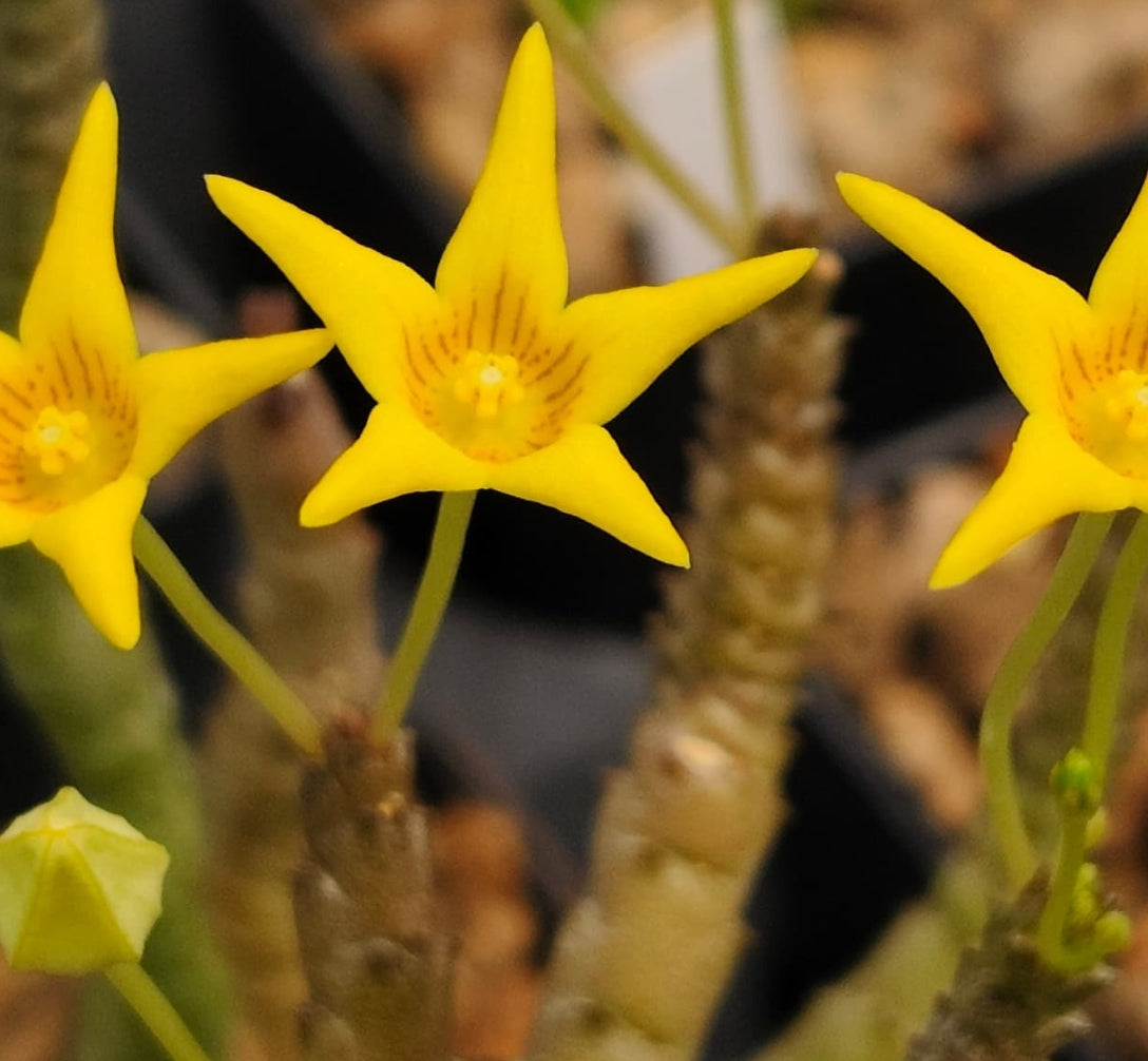 Socotella dolichocnema Yellow seeds