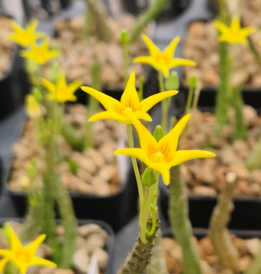 Socotella dolichocnema Yellow seeds