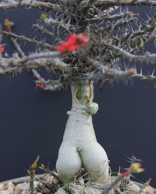 Euphorbia pedilanthoides seeds