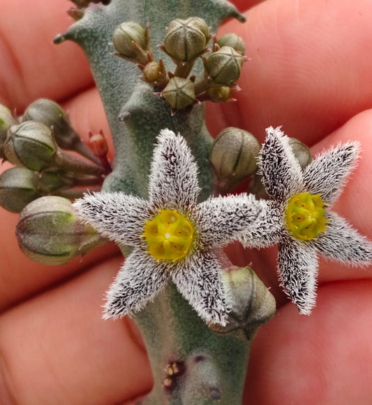 Apteranthes burchardii seeds