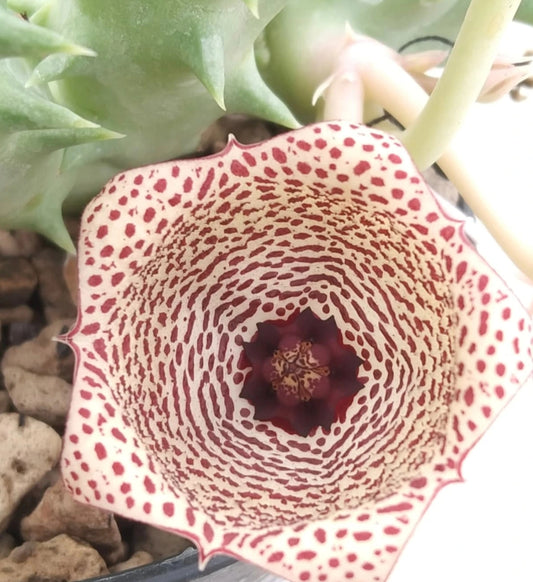 Huernia ' Depression ' hybrid seeds