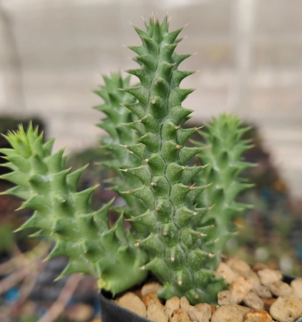 Huernia ' Depression ' hybrid seeds