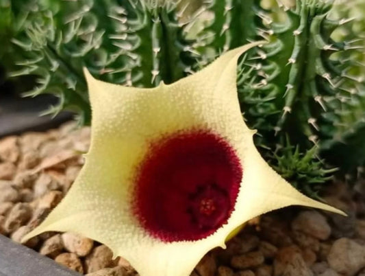 Tavaresia ' Moon' hybrid seeds