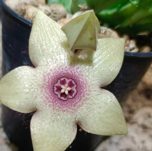Huernia 'Blushing' hybrid seeds