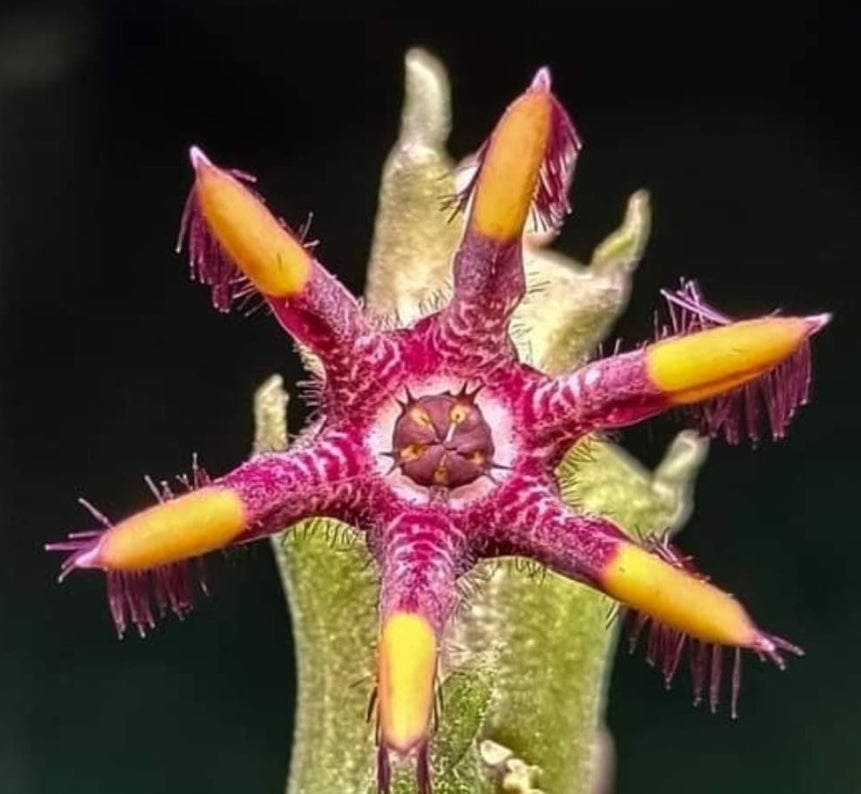 Caralluma x rhytidocaulon ' Variegated ' seeds