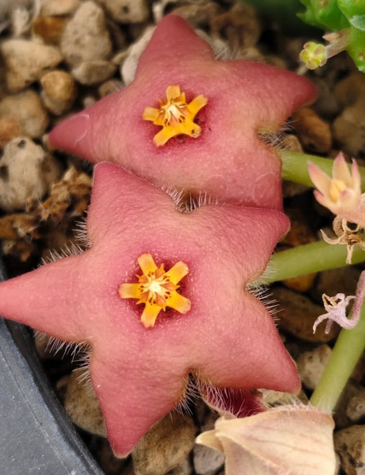 Stapelia divaricata pink seeds