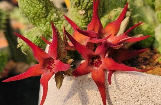Stapelianthus insignis x Pseudolithos migiurtinus hybrid seeds