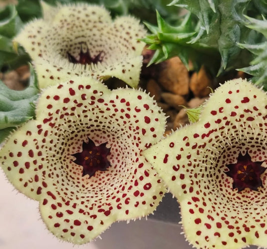 Stapelianthus x huernia ' Pretty Points' hybrid seeds