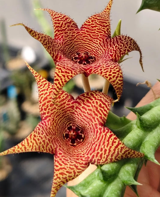 Orbea x huernia ' Mars' hybrid seeds