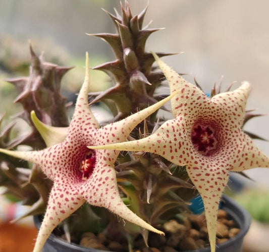 Orbea x huernia ' Soft Colour' hybrid seeds