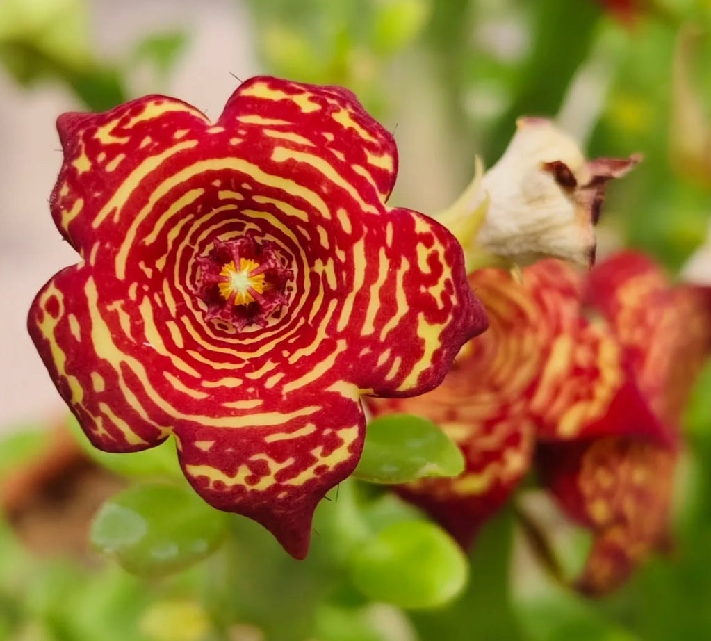 Monolluma socotrana x Frerea indica hybrid seeds