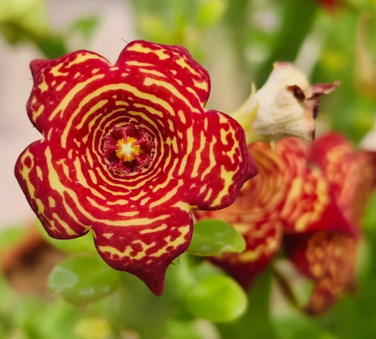 Monolluma socotrana x Frerea indica hybrid seeds