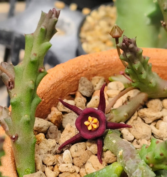 Duvalia immaculata seeds