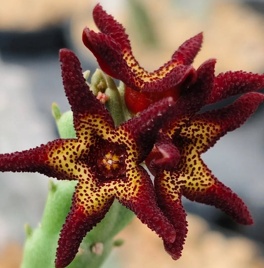 Caralluma tuberculata seeds