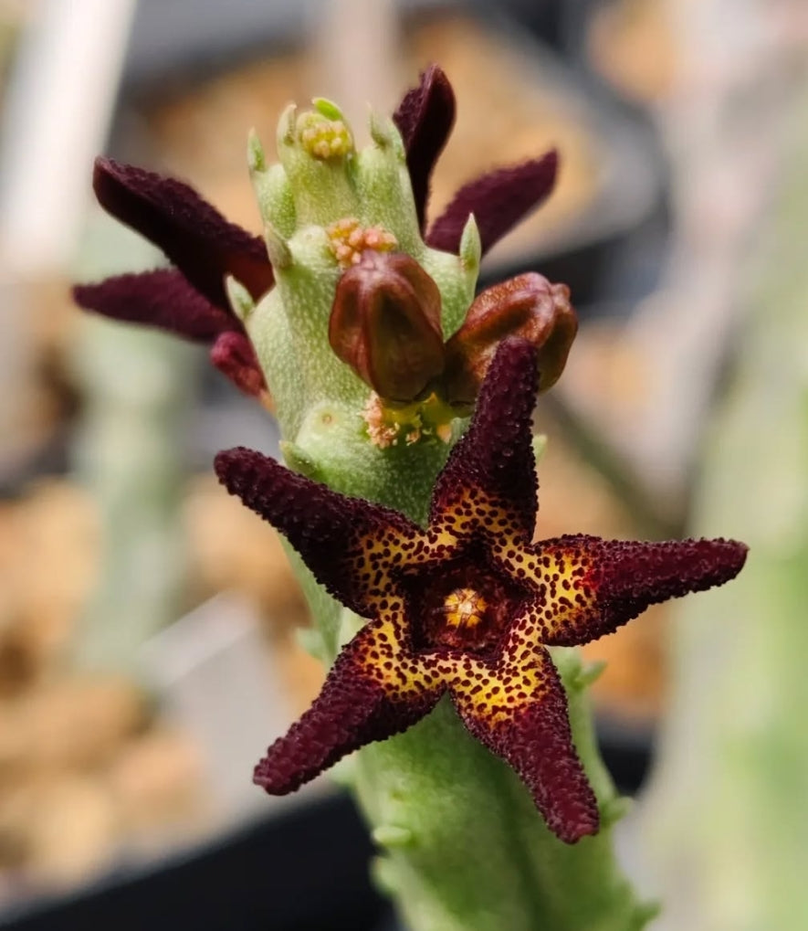Caralluma tuberculata seeds