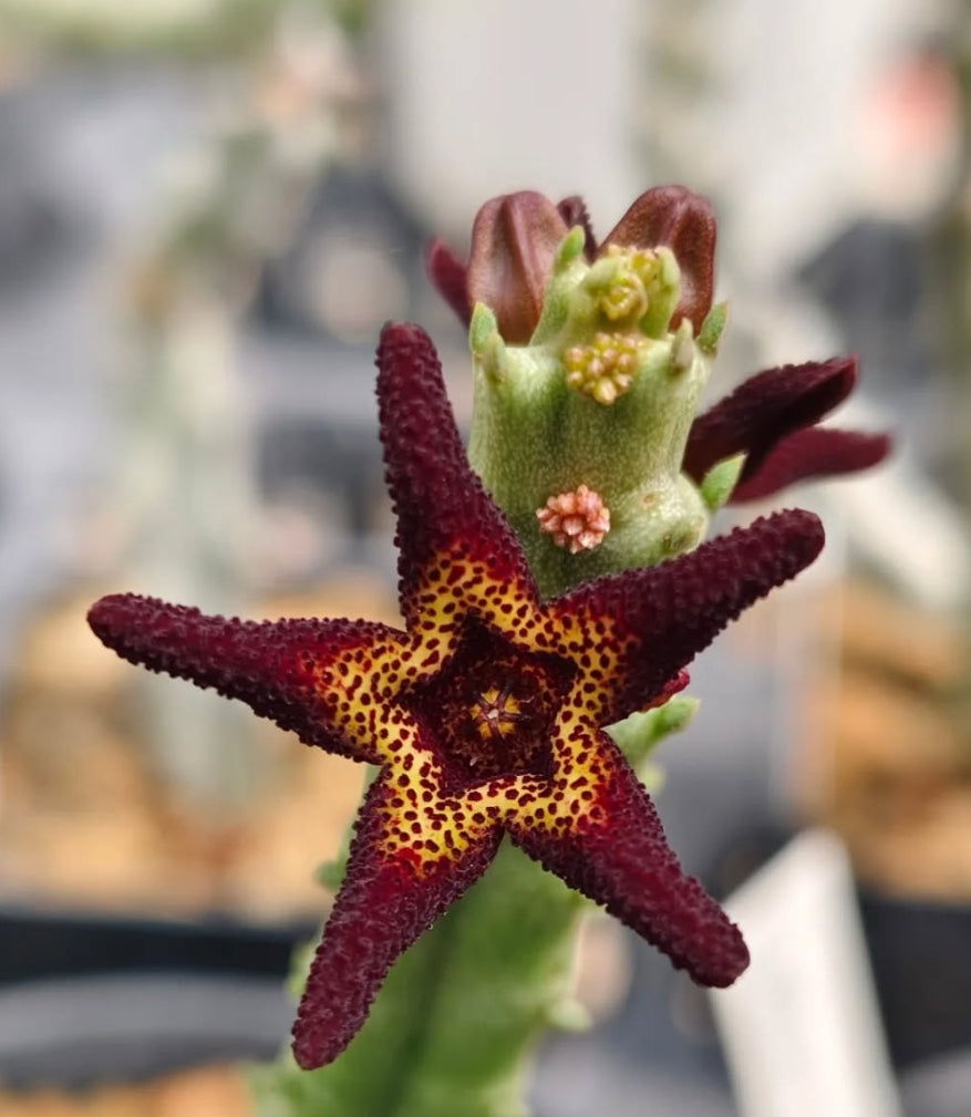 Caralluma tuberculata seeds