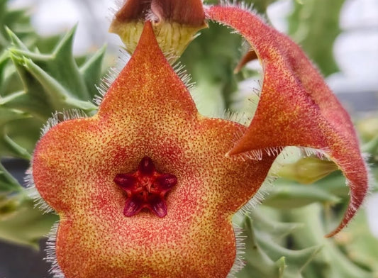 Orbea melanantha hybrid seeds