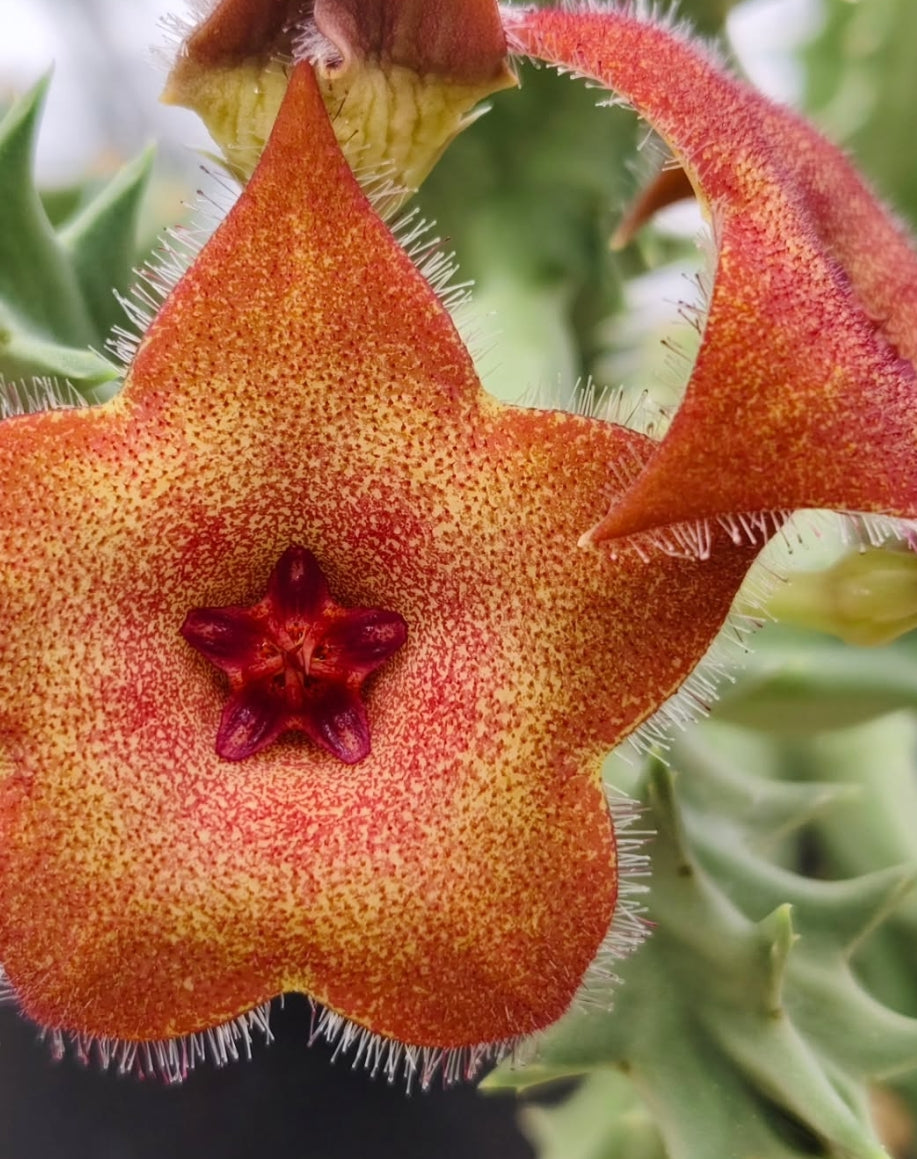 Orbea melanantha hybrid seeds