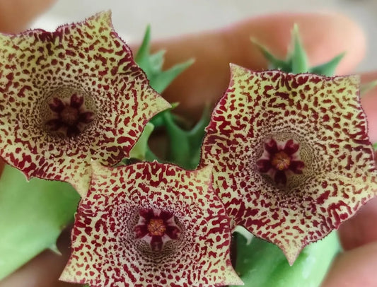 Huernia 'Sugar' hybrid seeds