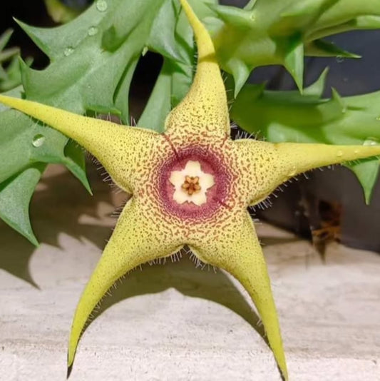 Orbea x Huernia ' Butter Star' hybrid seeds