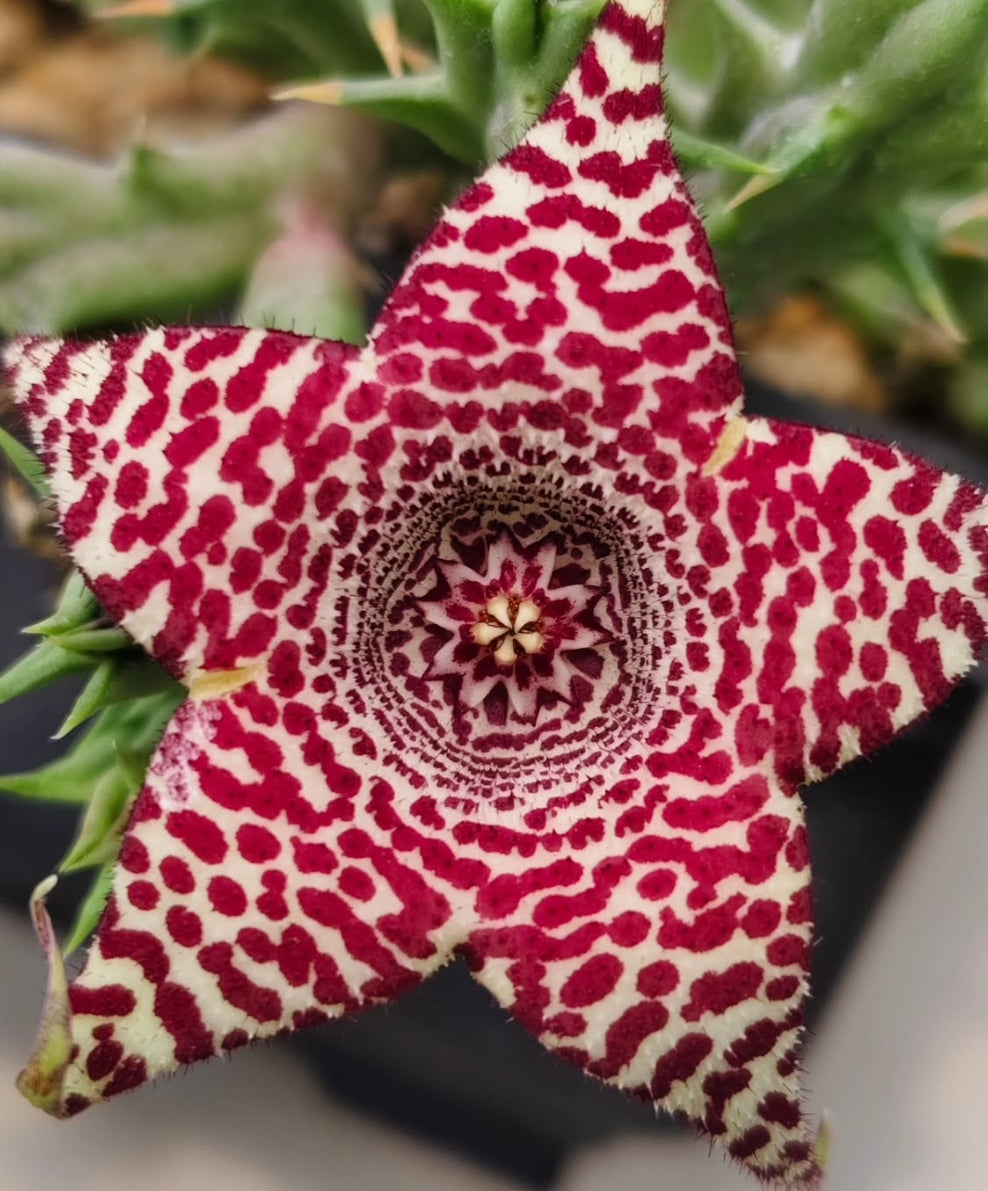 Huernia 'Shout out' hybrid seeds