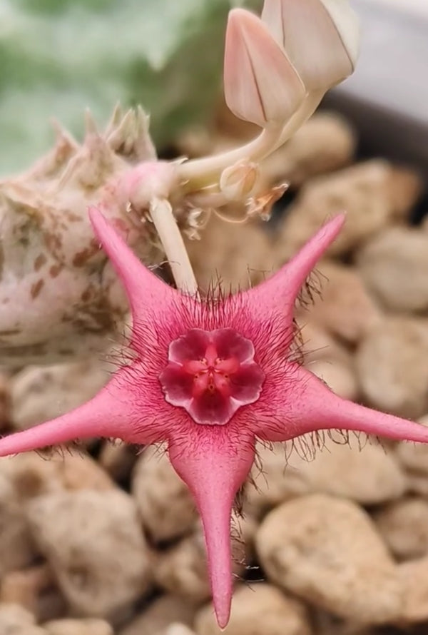 Duvalia x Stapelia ' Imagination ' hybrid seeds