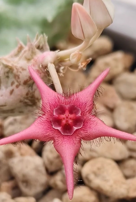 Duvalia x Stapelia ' Imagination ' hybrid seeds